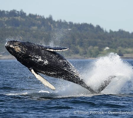 Cowichan Half Day Whale & Wildlife Private Charter – Vessel Prowler