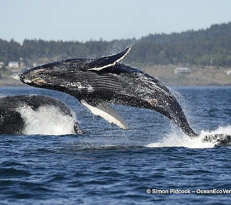 Cowichan Half Day Whale & Wildlife Private Charter – Vessel Prowler
