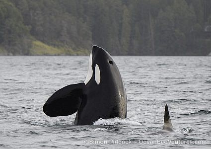 Cowichan Bay Full Day Whale & Wildlife Adventure