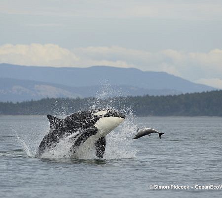 Cowichan Half Day Whale & Wildlife Private Charter – Vessel Prowler