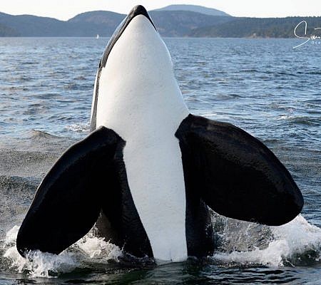 Cowichan Half Day Whale & Wildlife Private Charter – Vessel Prowler