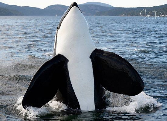  Cowichan Bay Half Day Whale & Wildlife Adventures