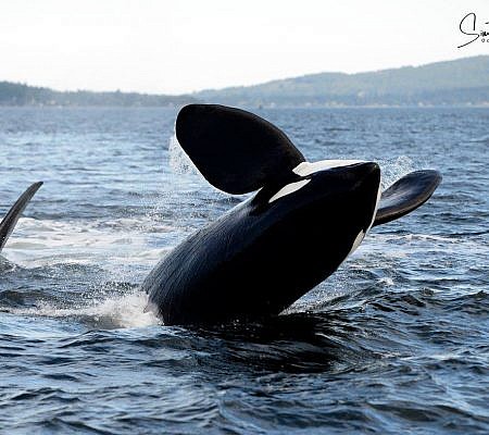 Cowichan Half Day Whale & Wildlife Private Charter – Vessel Prowler