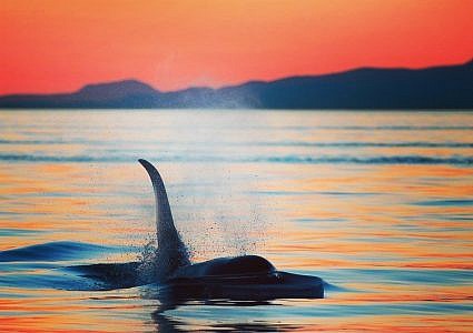Cowichan Bay Sunset Whale & Wildlife Adventure