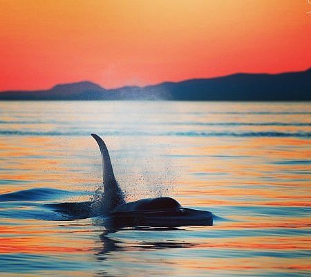 Cowichan Half Day Whale & Wildlife Private Charter – Vessel Prowler