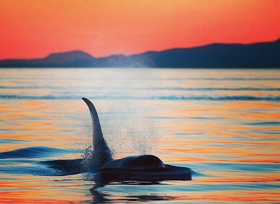 Cowichan Bay Sunset Whale & Wildlife Adventure