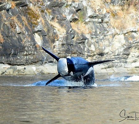 Cowichan Half Day Whale & Wildlife Private Charter – Vessel Prowler