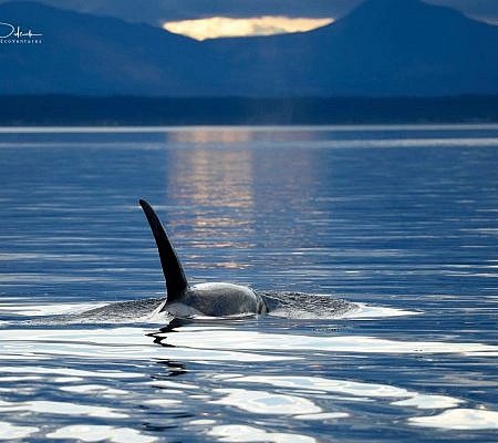 Cowichan Half Day Whale & Wildlife Private Charter – Vessel Prowler