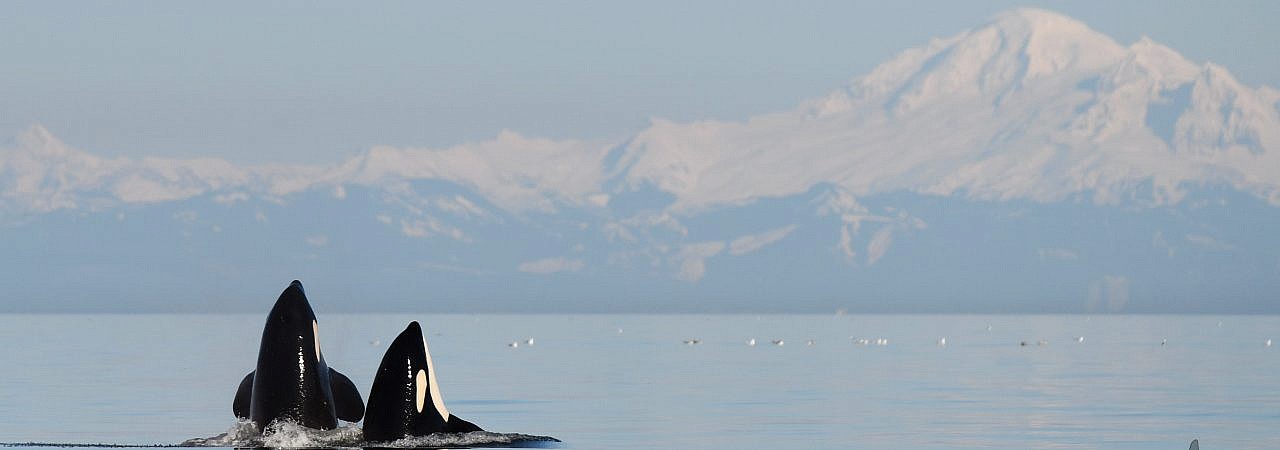 Spring 2018 Whale Report and First Documented Killer Whale Infanticide