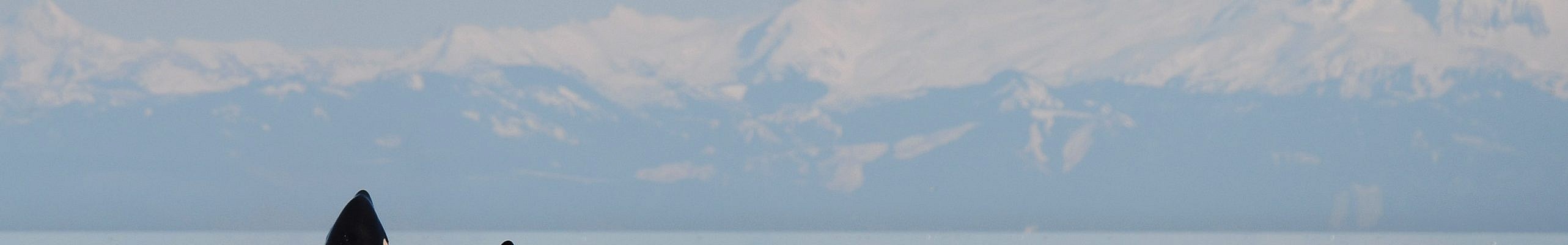 Spring 2018 Whale Report and First Documented Killer Whale Infanticide