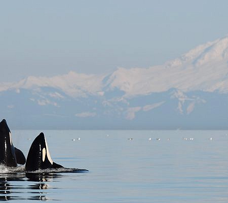 Spring 2018 Whale Report and First Documented Killer Whale Infanticide seen near Vancouver Island.