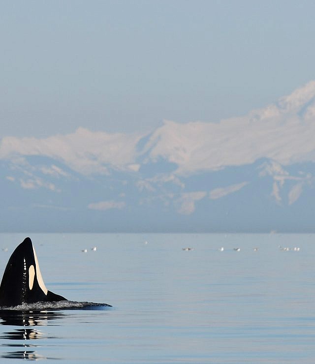 Spring 2018 Whale Report and First Documented Killer Whale Infanticide