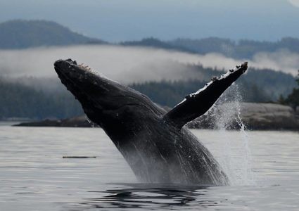 Parksville Half Day Whale & Wildlife Adventures