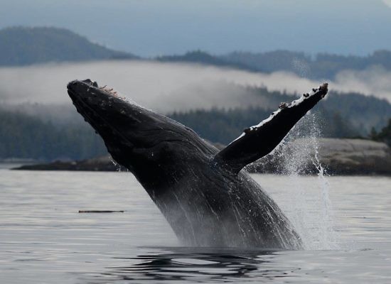 Parksville Half Day Whale & Wildlife Adventures