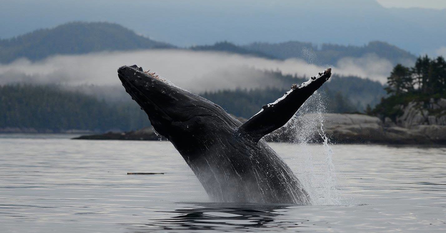Whale Watching, Vancouver Island BC