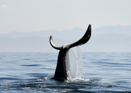 Parksville Private Whale & Wildlife Adventure