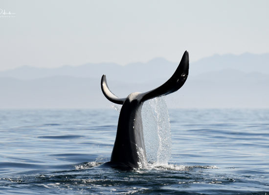 Parksville Private Whale & Wildlife Adventure