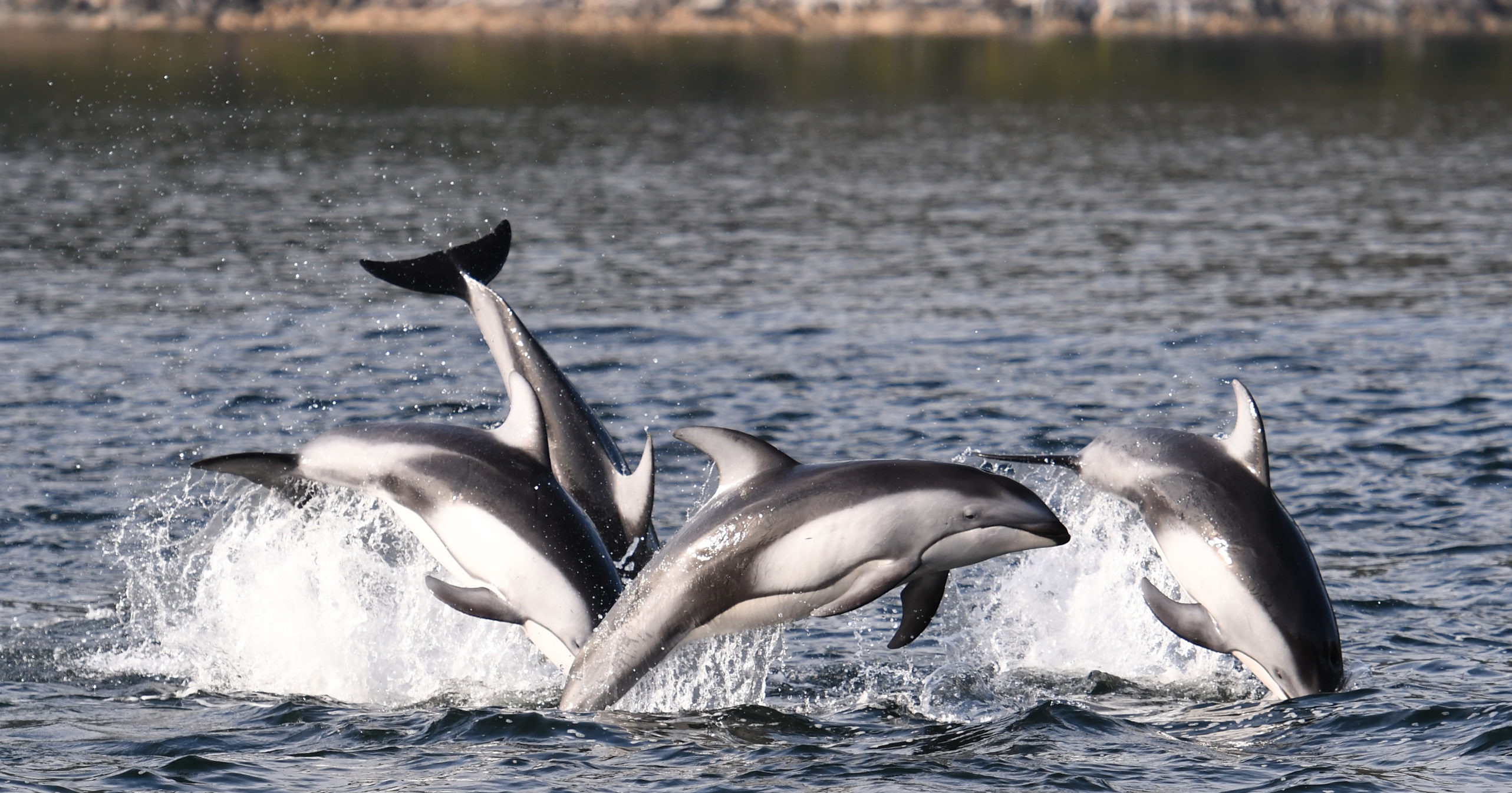 Whale Watching, Vancouver Island BC