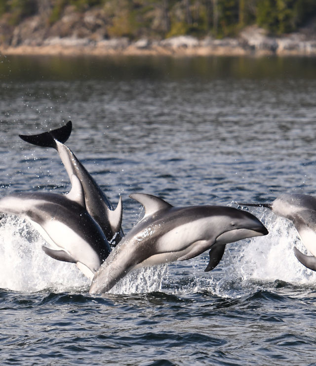 Whale Watching, Vancouver Island BC