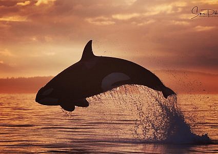 Cowichan Bay Sunset Whale & Wildlife Adventure