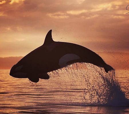 How You Can Help seen near Vancouver Island.