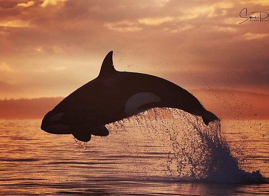 Cowichan Bay Sunset Whale & Wildlife Adventure