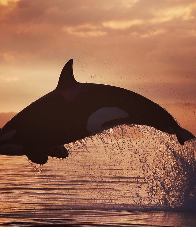 Whale Watching, Vancouver Island BC