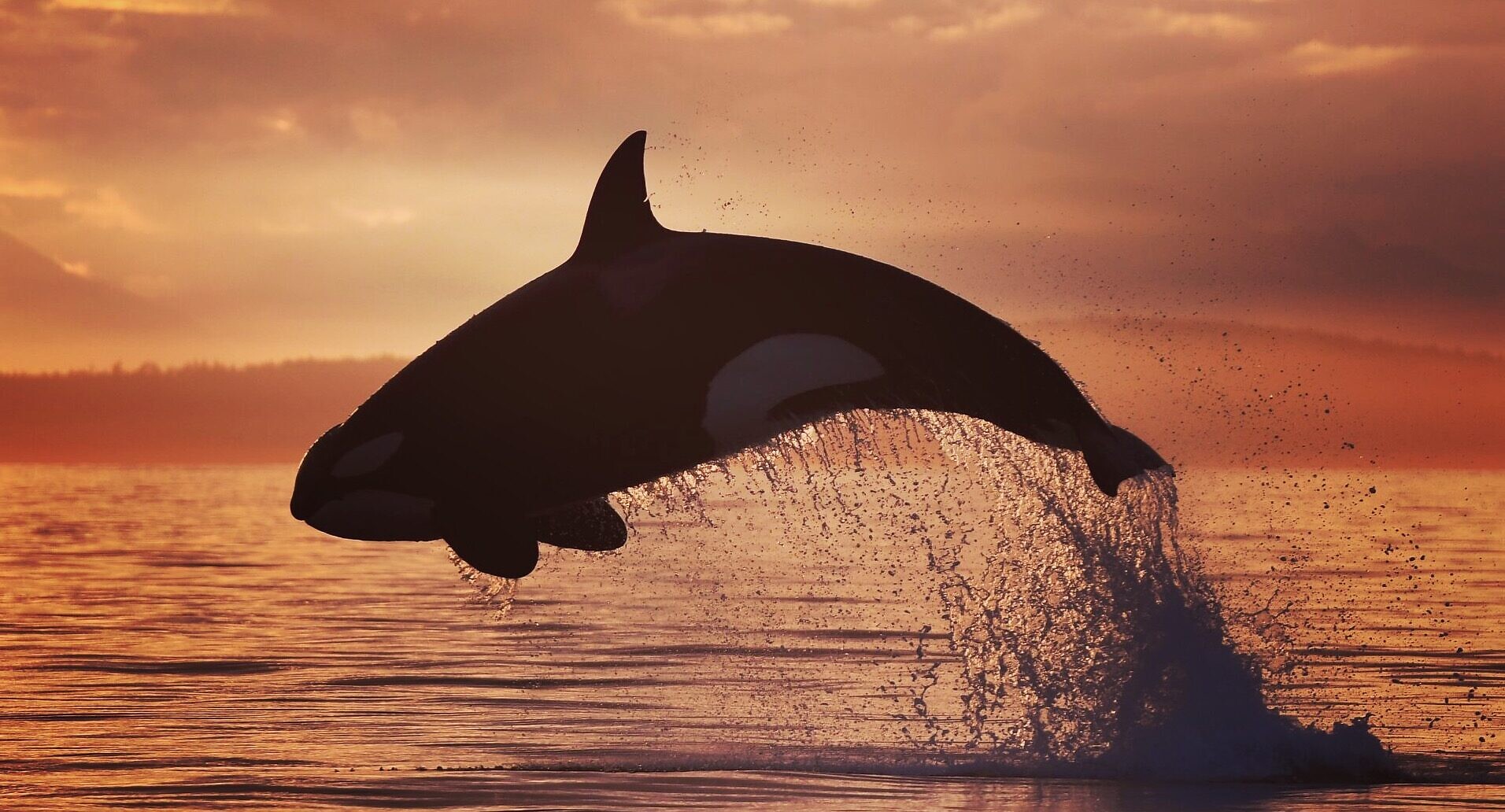 Whale Watching, Vancouver Island BC