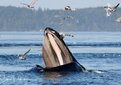 Cowichan Bay Full Day Whale & Wildlife Adventure