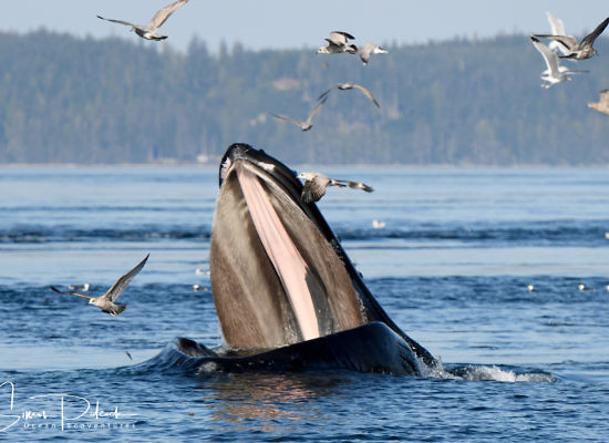 Cowichan Bay Full Day Whale & Wildlife Adventure