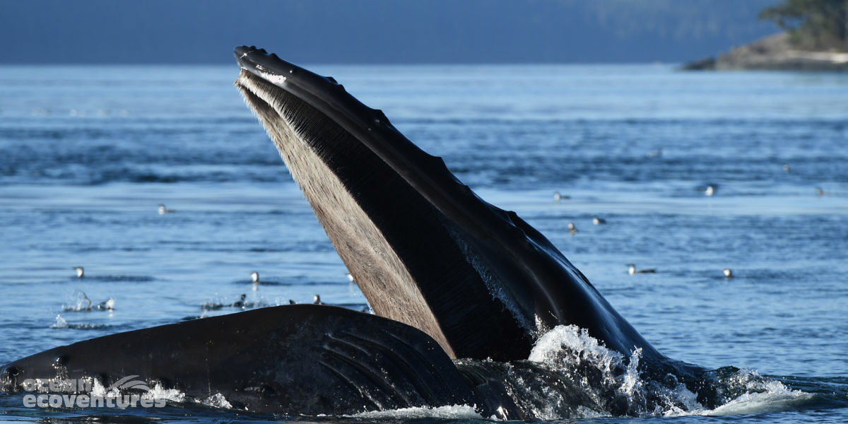Whale Watching, Vancouver Island BC