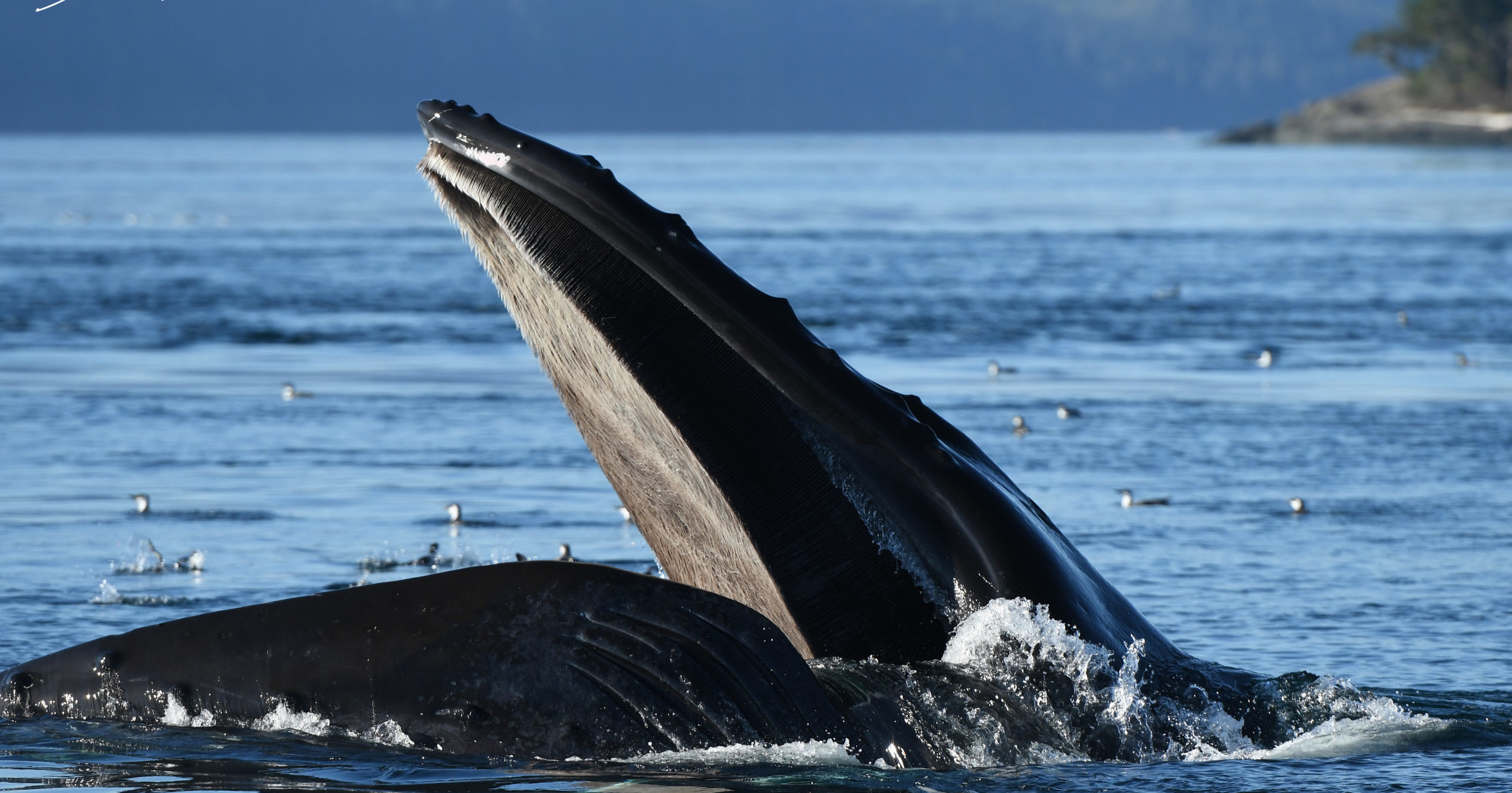 Whale Watching, Vancouver Island BC