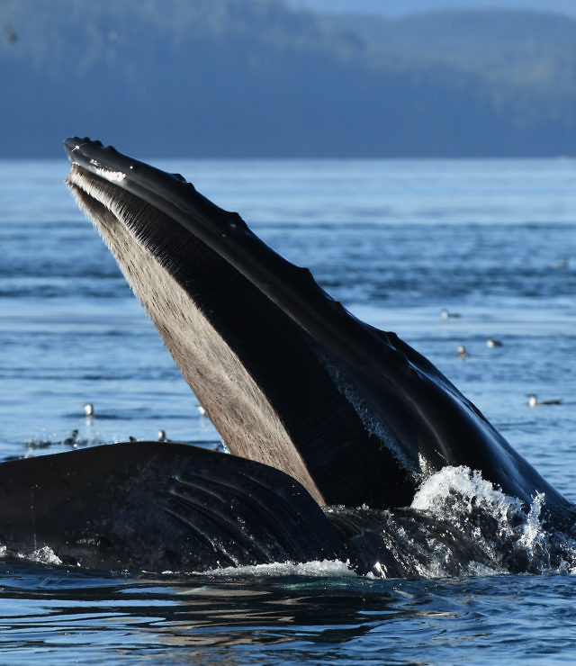 Whale Watching, Vancouver Island BC