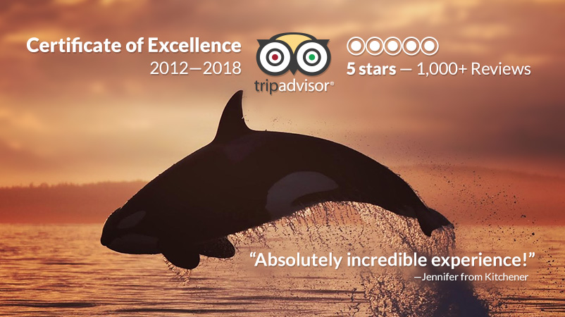 TripAdvisor Certificate of Excellence 2012-2018. 5 stars. 1000+ reviews.