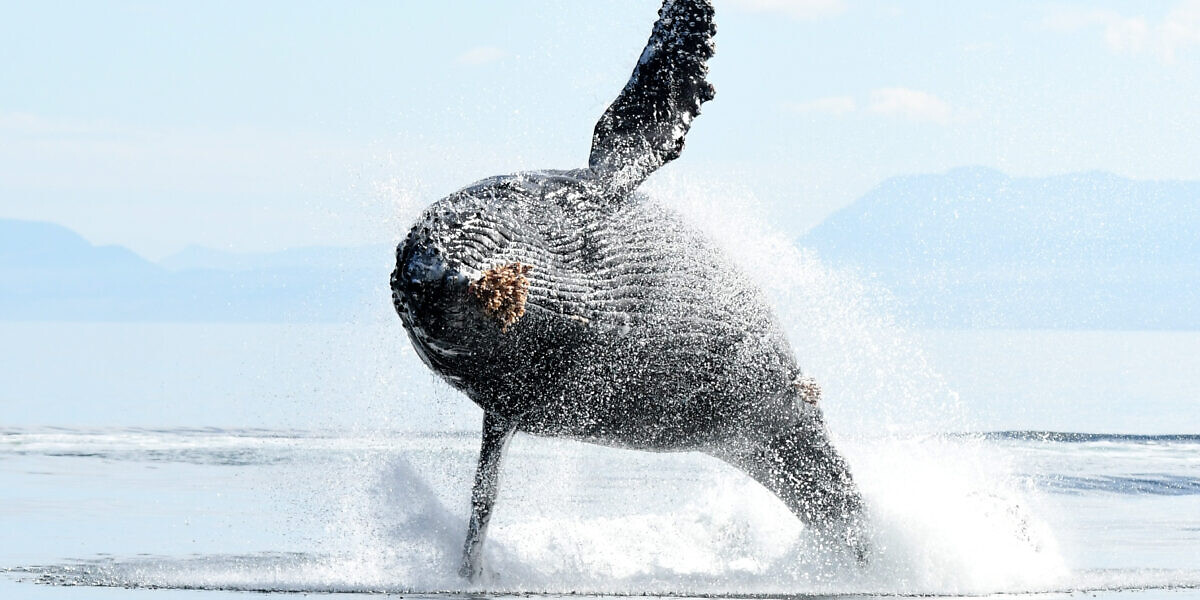 Whale Watching, Vancouver Island BC