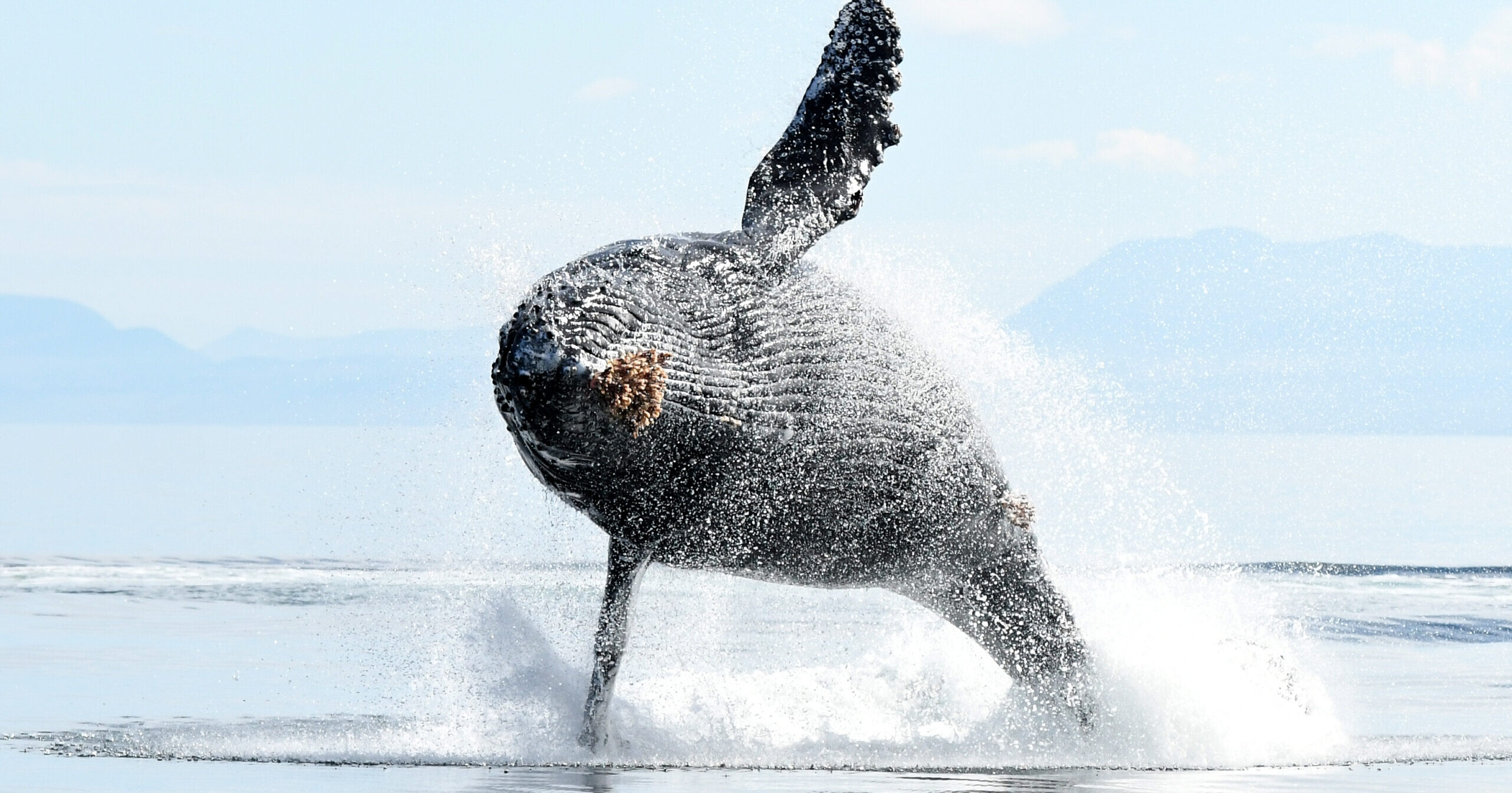 Whale Watching, Vancouver Island BC
