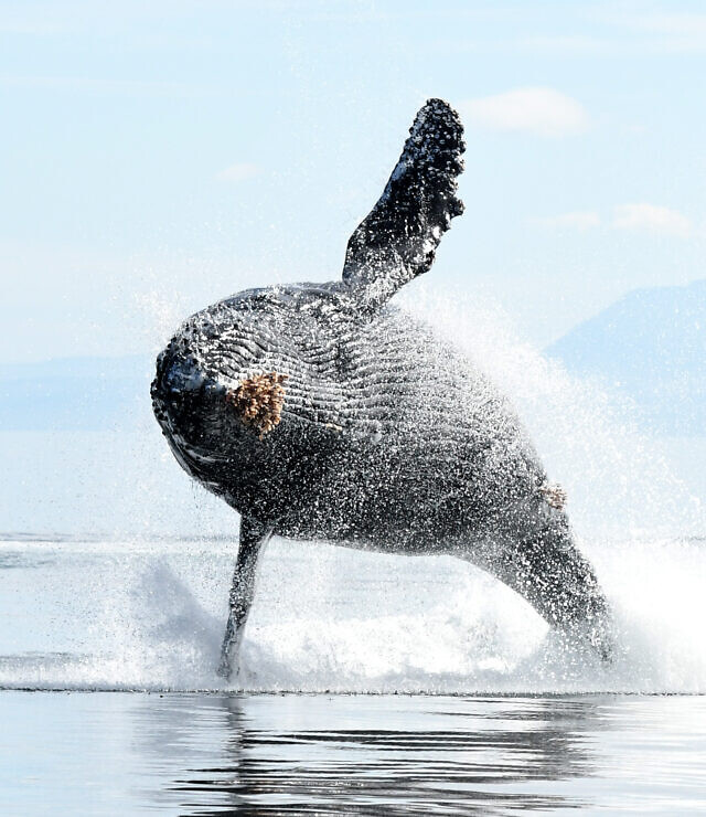 Whale Watching, Vancouver Island BC