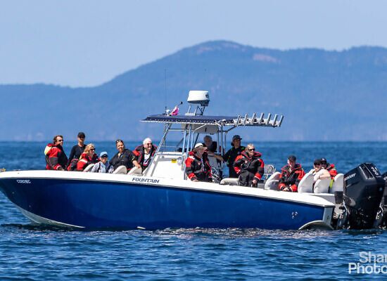 Cowichan Bay Half Day Whale & Wildlife Private Charter